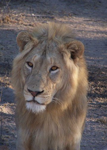 Collete South Africa