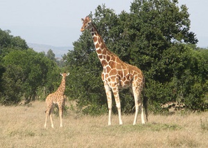 Collette Touring Kenya