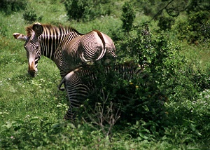 Collette Touring Kenya