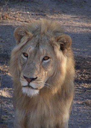 Collete on Kruger National Park