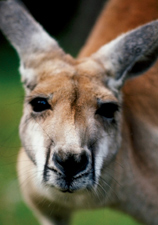 Abercrombie and Kent AUSTRALIA