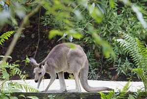 Kangaroo Island Tour