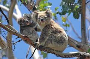 Koala Tour