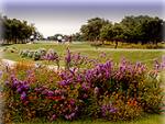 White Wing and Legacy Hills Golf Club