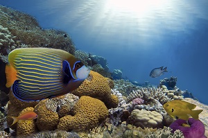 Great Barrier Reef Tour