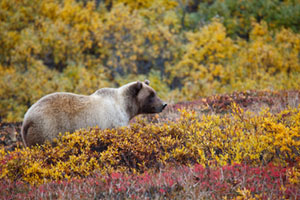 Globus The Yukon